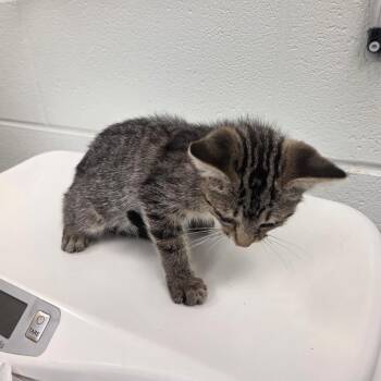 Xigbar -  Domestic Short Hair Cat for Adoption in Chattanooga, Tennessee - Xigbar | PetCurious