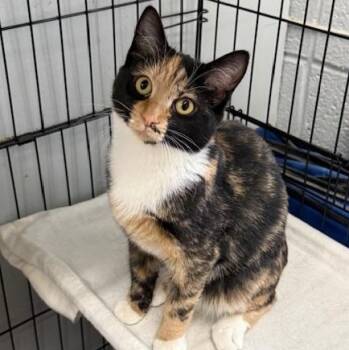 Rescue Domestic Short Hair Cats for Adoption in Honesdale, Pennsylvania - Dalyn | PetCurious
