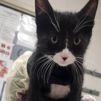 Boots With The Fur -  Domestic Short Hair Cat for Adoption in Murray, Utah - Boots With The Fur | PetCurious
