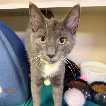 Colin -  Domestic Short Hair Cat for Adoption in New York, New York - Colin | PetCurious