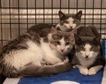 Domestic Short Hair Cats Available for Adoption in Oradell, New Jersey - Dexi | PetCurious