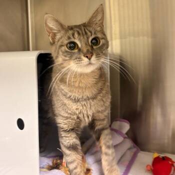 Evee -  Domestic Short Hair Cat for Adoption in Briarcliff Manor, New York - Evee | PetCurious