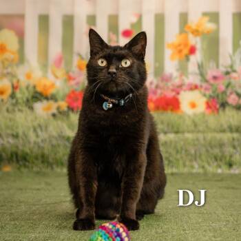 Diamond Jack (DJ) -  Domestic Short Hair Cat for Adoption in Oak Ridge, Tennessee - Diamond Jack (DJ) | PetCurious