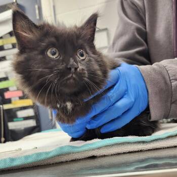 Amygdala -  Domestic Long Hair Cat for Adoption in Pittsburgh, Pennsylvania - Amygdala | PetCurious