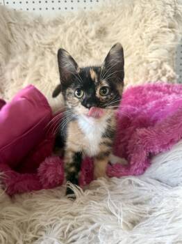 Latte -  Domestic Medium Hair Cat for Adoption in Jefferson, Louisiana - Latte | PetCurious