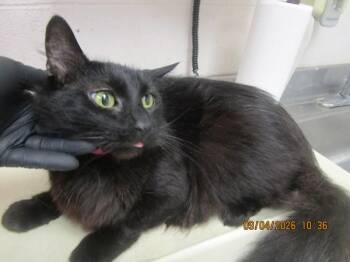 Jiji(640) -  Domestic Long Hair Cat for Adoption in Marietta, Georgia - Jiji(640) | PetCurious