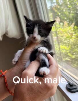 Quick -  Domestic Short Hair Cat for Adoption in Shrewsbury, Massachusetts - Quick | PetCurious
