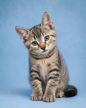 Quigley -  Domestic Short Hair Cat for Adoption in Houston, Texas - Quigley | PetCurious