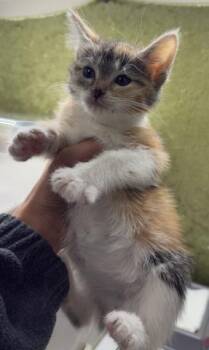 ALBONDIGA -  Domestic Short Hair Cat for Adoption in Riverside, California - ALBONDIGA | PetCurious