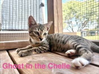 Ghost in the Chelle -  Tabby Cat for Adoption in San Antonio, Texas - Ghost In The Chelle | PetCurious