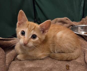 Domestic Short Hair Cats Available for Adoption in Magnolia Springs, Alabama - Chester | PetCurious