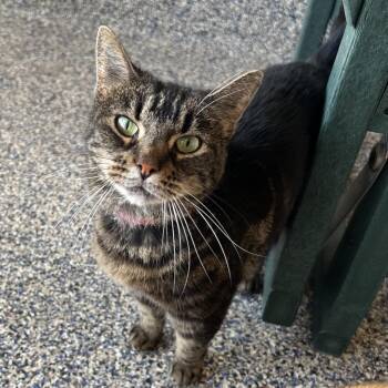 Roma -  Domestic Short Hair Cat for Adoption in Fairport, New York - Roma | PetCurious