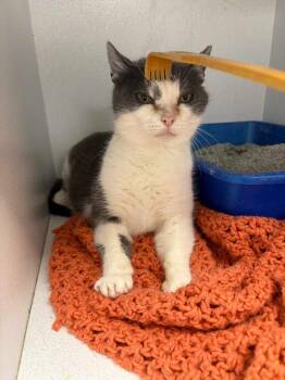 Domestic Short Hair Cats Available for Adoption - Mikala | PetCurious