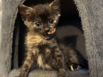 Tatum -  Domestic Short Hair Cat for Adoption in Fruit Heights, Utah - Tatum | PetCurious