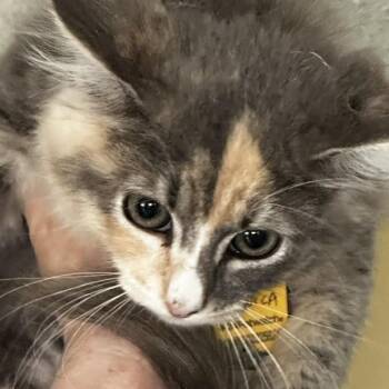 Monica - Gorgeous - a Little Shy -  Dilute Calico Cat for Adoption in Hoquiam, Washington - Monica - Gorgeous - A Little Shy | PetCurious