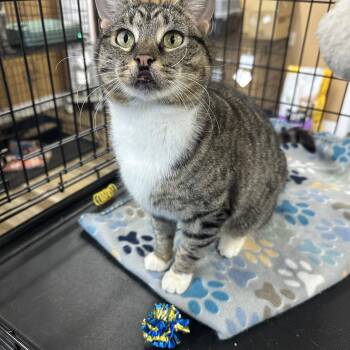Tippy -  Domestic Short Hair Cat for Adoption in Pleasantville, New Jersey - Tippy | PetCurious