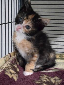 Honeybee -  Calico Cat for Adoption in Shelton, Washington - Honeybee | PetCurious