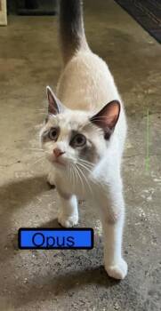 Siamese Cats Available for Adoption in Zimmerman, Minnesota - Opus | PetCurious