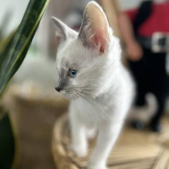 Domestic Short Hair Cats Available for Adoption in West Olive, Michigan - Marshmallow (Holland Cat Cove) | PetCurious