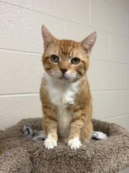Rowan -  Domestic Short Hair Cat for Adoption in Valparaiso, Indiana - Rowan | PetCurious