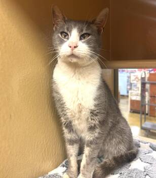 Ross -  Domestic Short Hair Cat for Adoption in Fairfax, Virginia - Ross | PetCurious