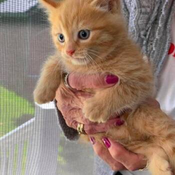 Roadhouse -  Domestic Short Hair Cat for Adoption in Toronto, Ontario - Roadhouse | PetCurious