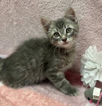 Tabby and Domestic Short Hair Cats Available for Adoption in Dublin, Ohio - Bandit | PetCurious