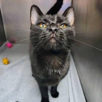 Living Mango to Mango -  Domestic Short Hair Cat for Adoption in Davenport, Iowa - Living Mango To Mango | PetCurious