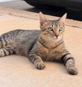 Niko -  Domestic Short Hair Cat for Adoption in Midland, Texas - Niko | PetCurious