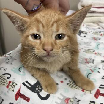 Enid -  Domestic Short Hair Cat for Adoption in Blue Ridge, Georgia - Enid | PetCurious