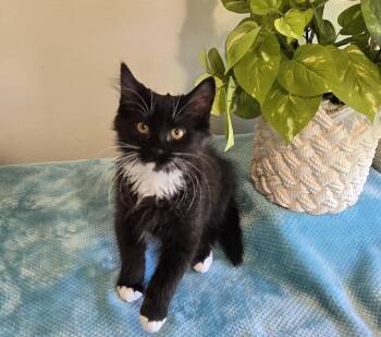 Cubbie -  Domestic Short Hair Cat for Adoption in Shelton, Washington - Cubbie | PetCurious