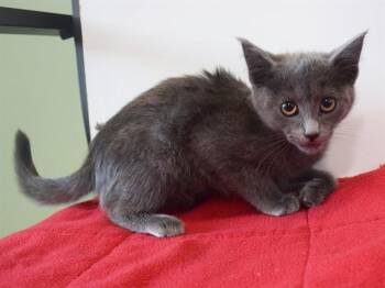 DIOR -  Domestic Short Hair Cat Available for Adoption in Sacramento, California - DIOR | PetCurious