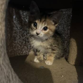 Gimlet -  Domestic Short Hair Cat for Adoption in Evanston, Illinois - Gimlet | PetCurious