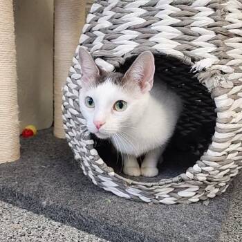 Rescue Domestic Short Hair Cats for Adoption in Monroe, Michigan - Priya | PetCurious