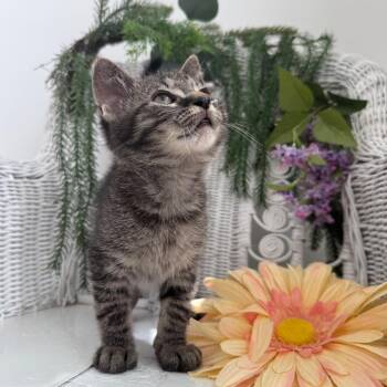 Acorn Keen 56165 -  Domestic Short Hair Cat for Adoption in Eaton Rapids, Michigan - Acorn Keen 56165 | PetCurious