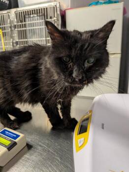 Leoria -  Domestic Long Hair Cat for Adoption in Cincinnati, Ohio - Leoria | PetCurious