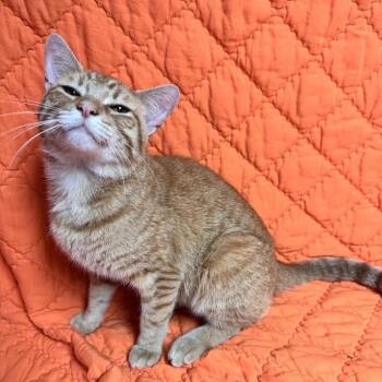 Mowgli -  Domestic Short Hair Cat for Adoption in Waterloo, Iowa - Mowgli | PetCurious