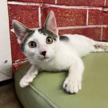Bug -  Domestic Short Hair Cat for Adoption in Laredo, Texas - Bug | PetCurious