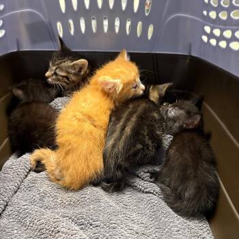 Peter -  Domestic Short Hair Cat for Adoption in Mt. Juliet, Tennessee - Peter | PetCurious