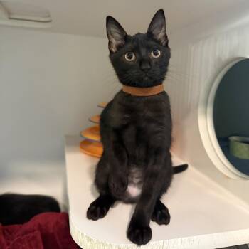 Clover -  Domestic Short Hair Cat for Adoption in South Burlington, Vermont - Clover | PetCurious