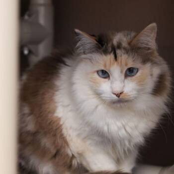 Snowshoe and Domestic Medium Hair Cats Available for Adoption in Los Angeles, California - Melody | PetCurious