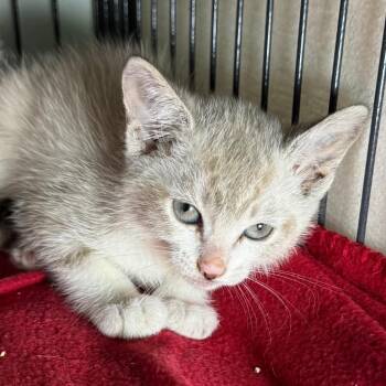 Misty -  Domestic Short Hair Cat for Adoption in Saginaw, Michigan - Misty | PetCurious