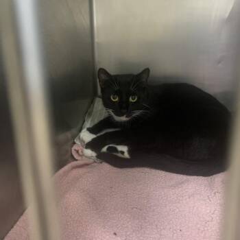 Miss Lily -  Domestic Short Hair Cat for Adoption in West Palm Beach, Florida - Miss Lily | PetCurious