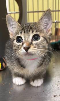 Agatha -  Domestic Short Hair Cat for Adoption in Vancouver, Washington - Agatha | PetCurious