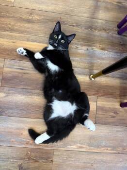Tash (cat Cafe) -  Domestic Short Hair Cat for Adoption in West Lafayette, Indiana - Tash (cat Cafe) | PetCurious