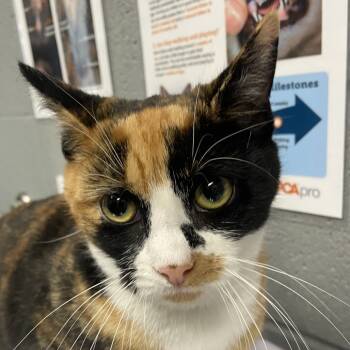 Rescue Domestic Short Hair Cats for Adoption in Allentown, Pennsylvania - Skyline | PetCurious