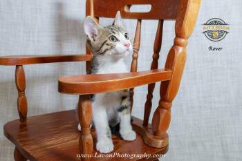 Rover -  Domestic Short Hair Cat for Adoption in Riverside, California - Rover | PetCurious
