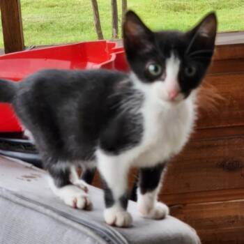 FILBERT -  Domestic Short Hair Cat for Adoption in San Antonio, Texas - FILBERT | PetCurious