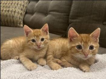 Rescue Domestic Medium Hair Cats for Adoption in Stamford, Connecticut - Charlie & Bruce | PetCurious