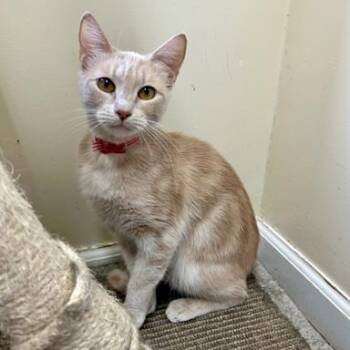 Bianca -  American Shorthair Cat for Adoption in Bethel, Connecticut - Bianca | PetCurious